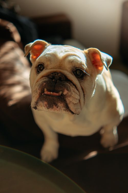 Free Charming French Bulldog enjoying sunlight in a warm Valenciennes apartment. Stock Photo