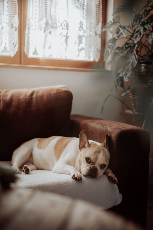 Free Adorable French Bulldog resting on a sofa in a sunlit living room in Valenciennes, France. Stock Photo