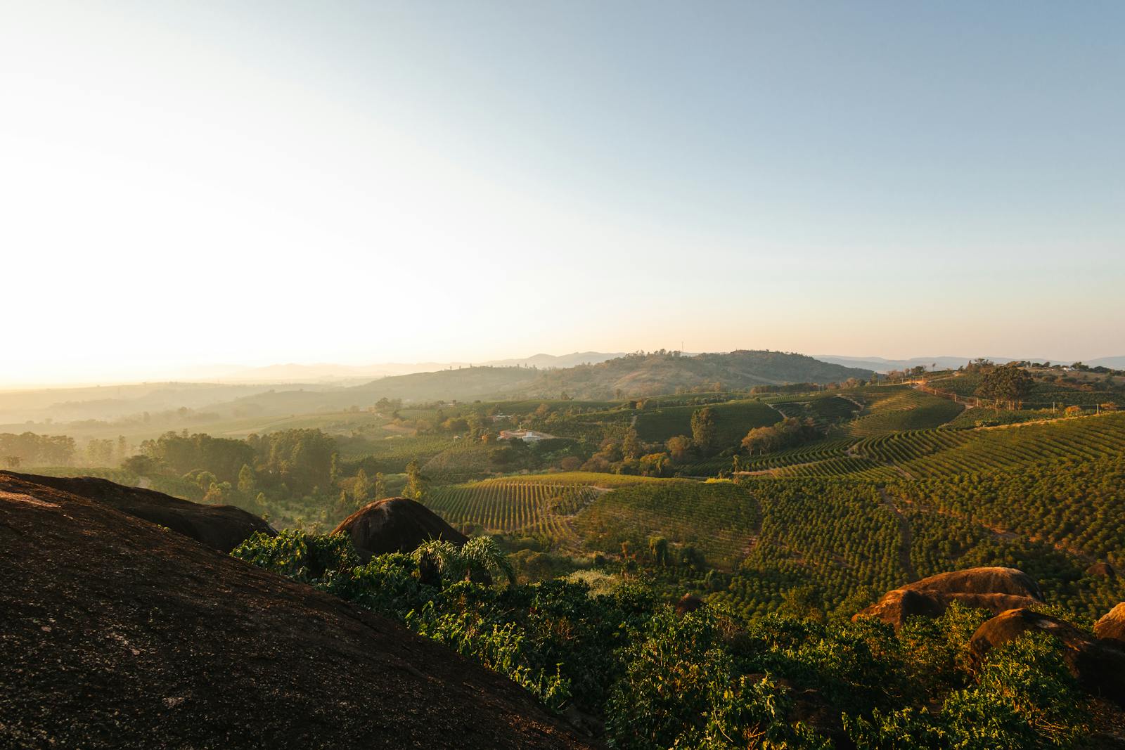 Wide view of coffee plantation rows in lush tropical hills