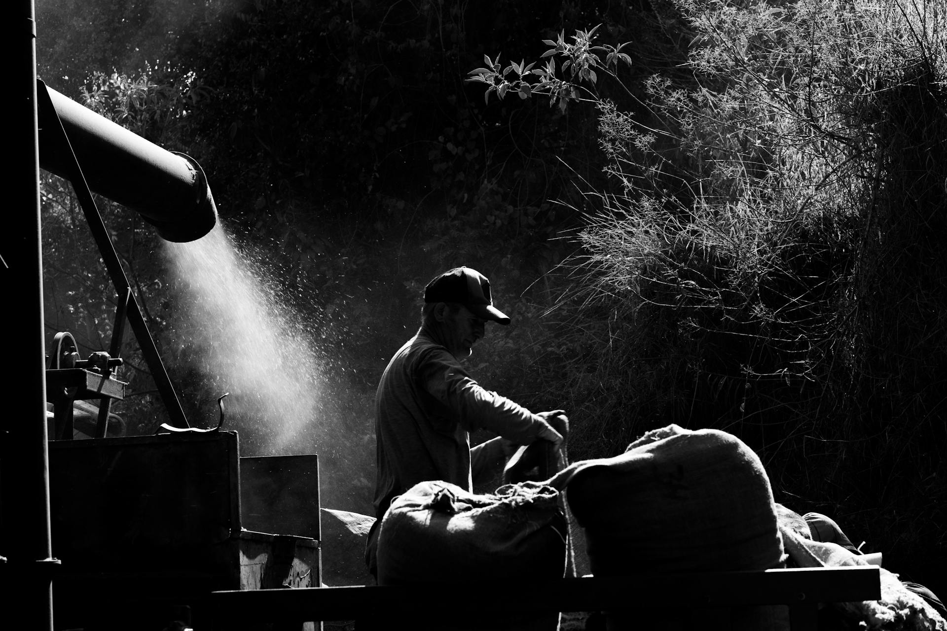 A dramatic black and white silhouette of a worker on a coffee plantation in Espírito Santo do Pinhal, Brazil.