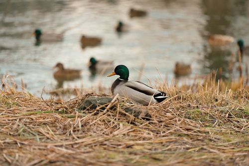 Free A group of mallard ducks relaxing by a pond during a wintry day. Stock Photo