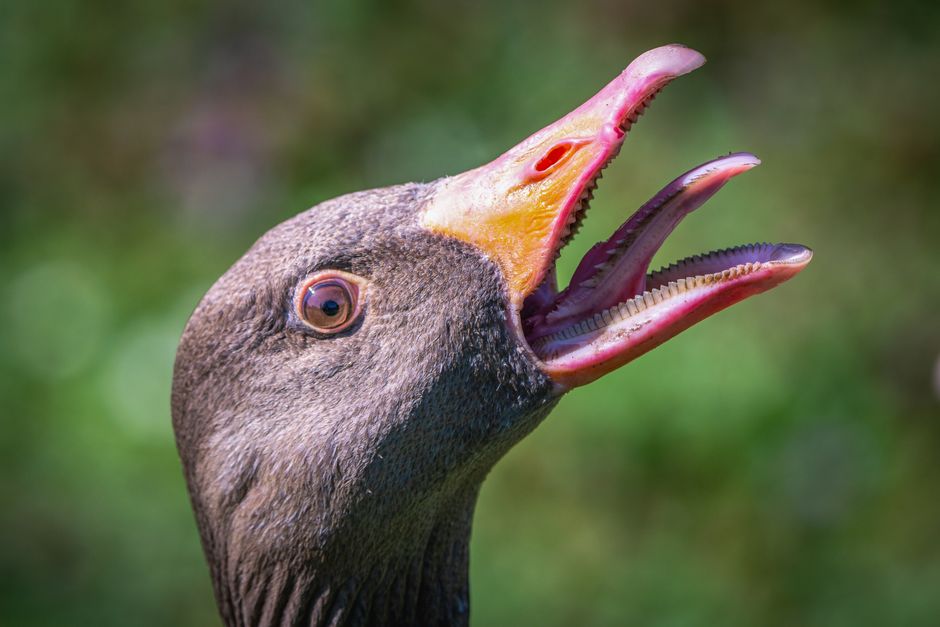 strange goose art surreal