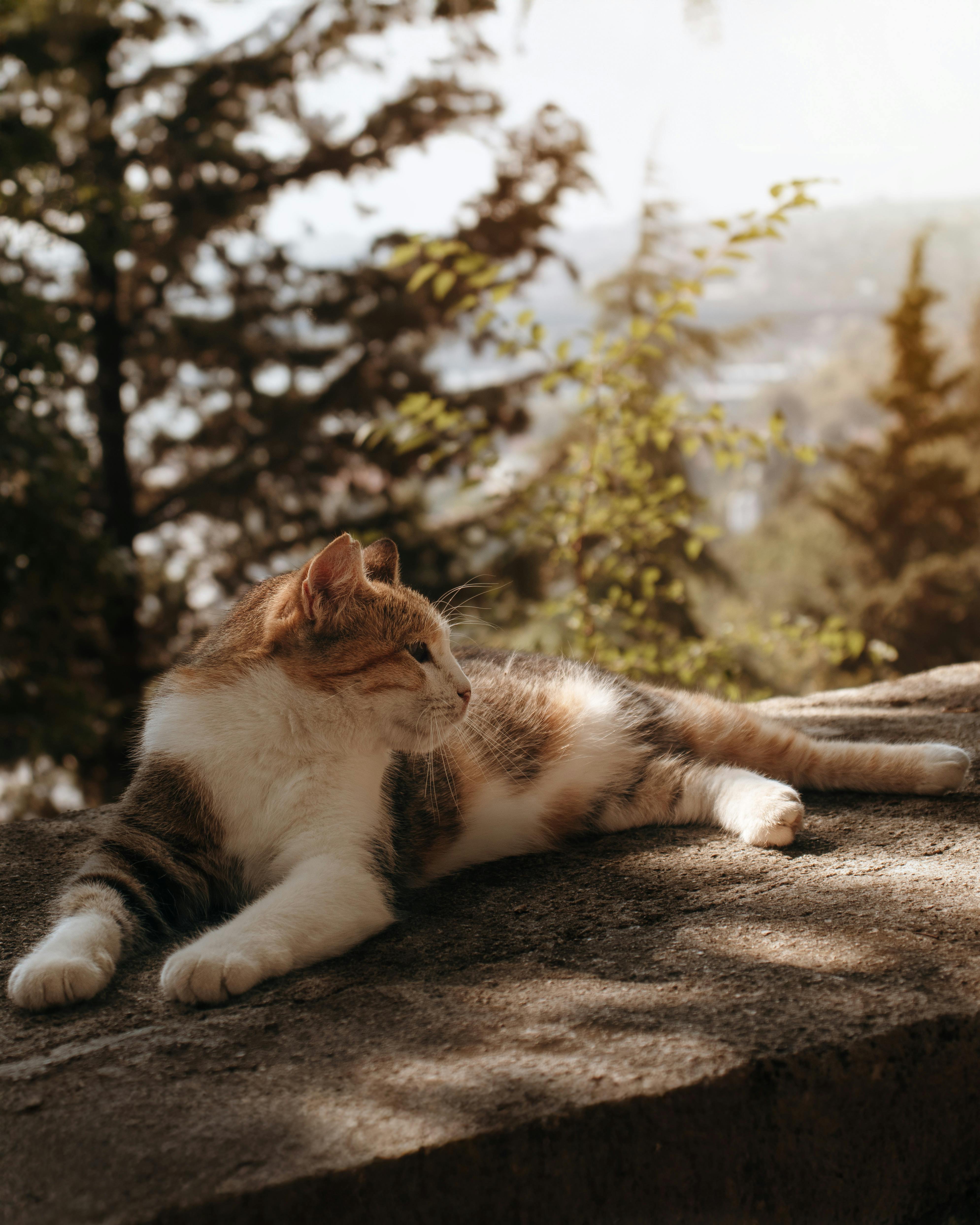 A serene cat resting on a stone surface, surrounded by nature in İstanbul, Türkiye.