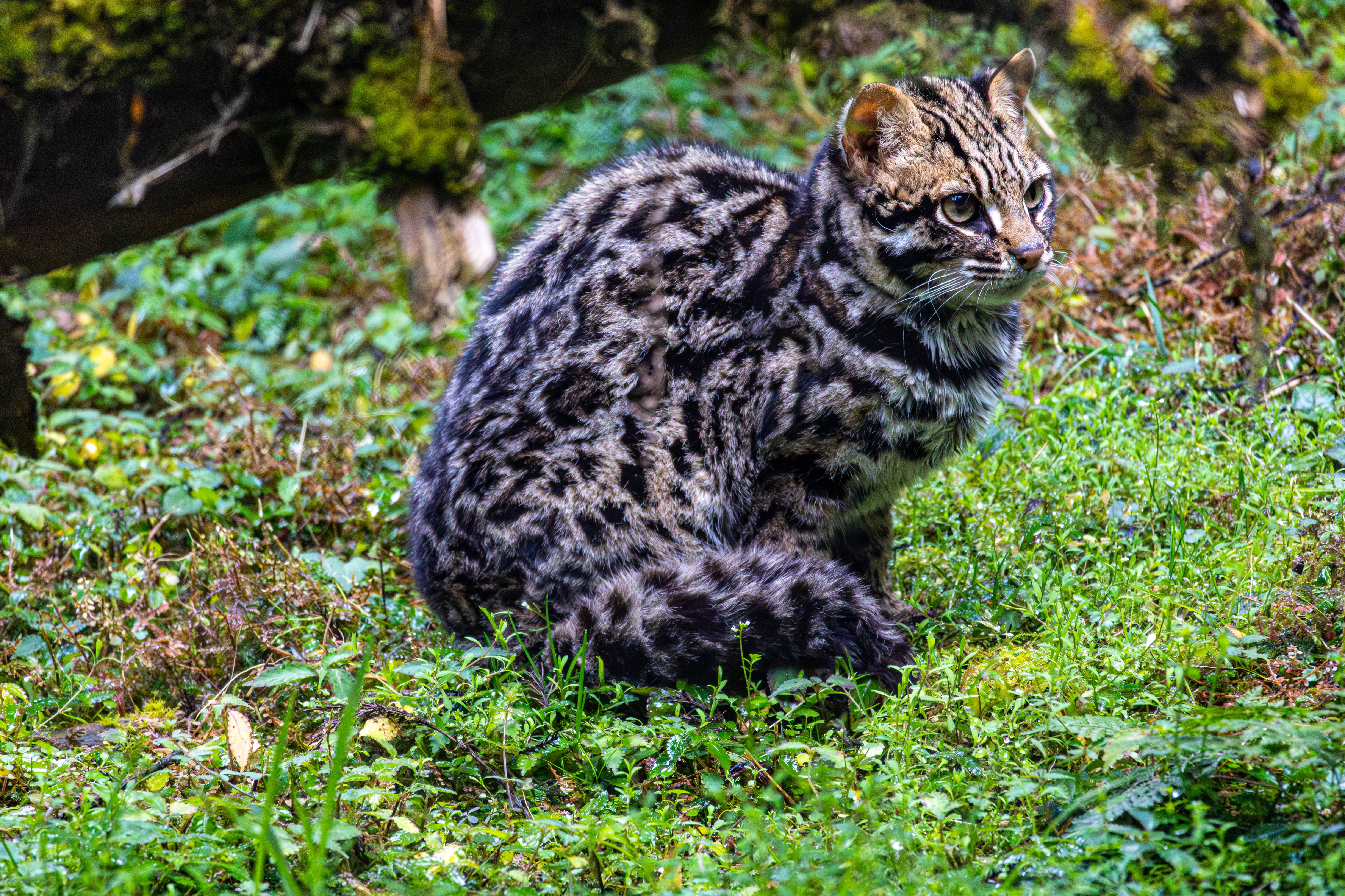 Rusty-Spotted Cat in Lush Sikkim Forest · Free Stock Photo