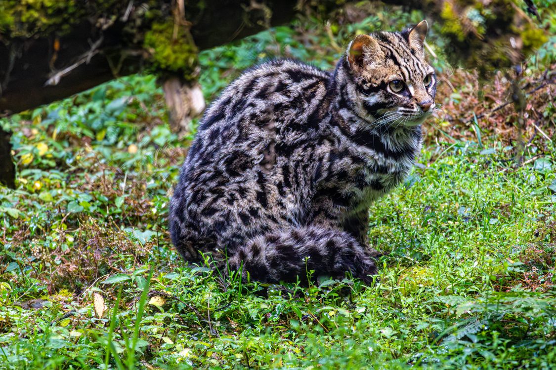 Rusty-Spotted Cat in Lush Sikkim Forest · Free Stock Photo