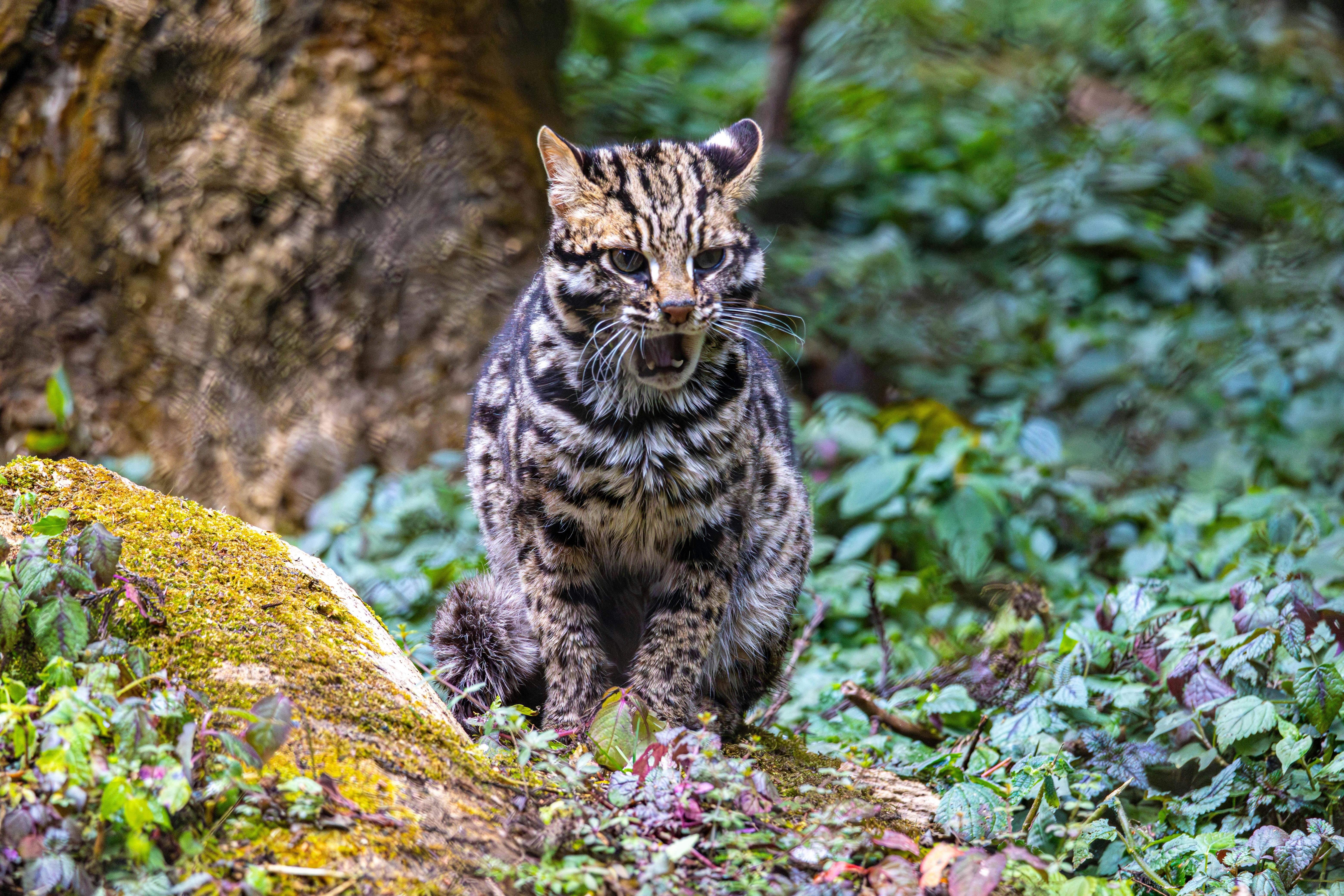 gato leopardo asiático