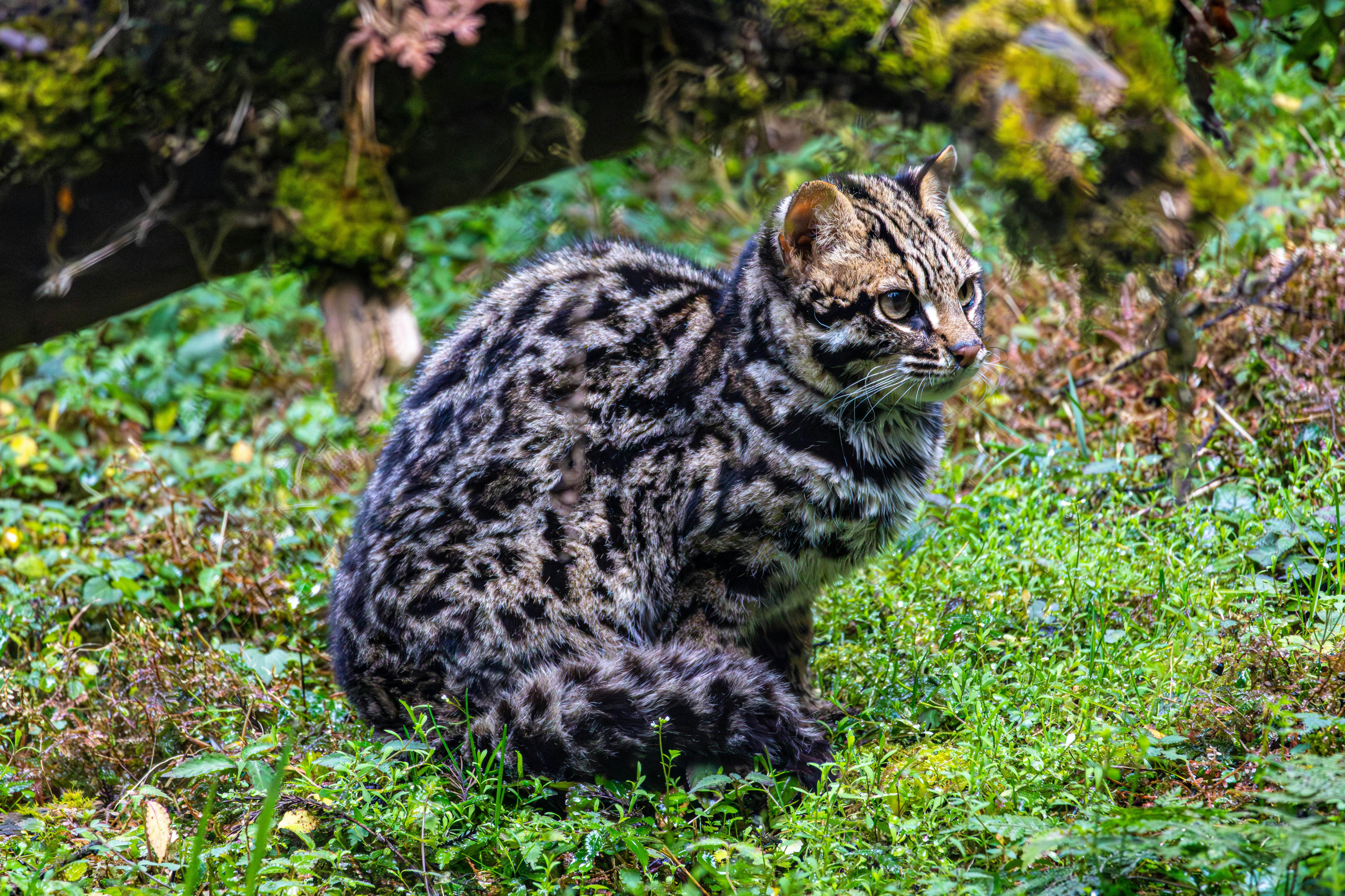 gato leopardo asiático