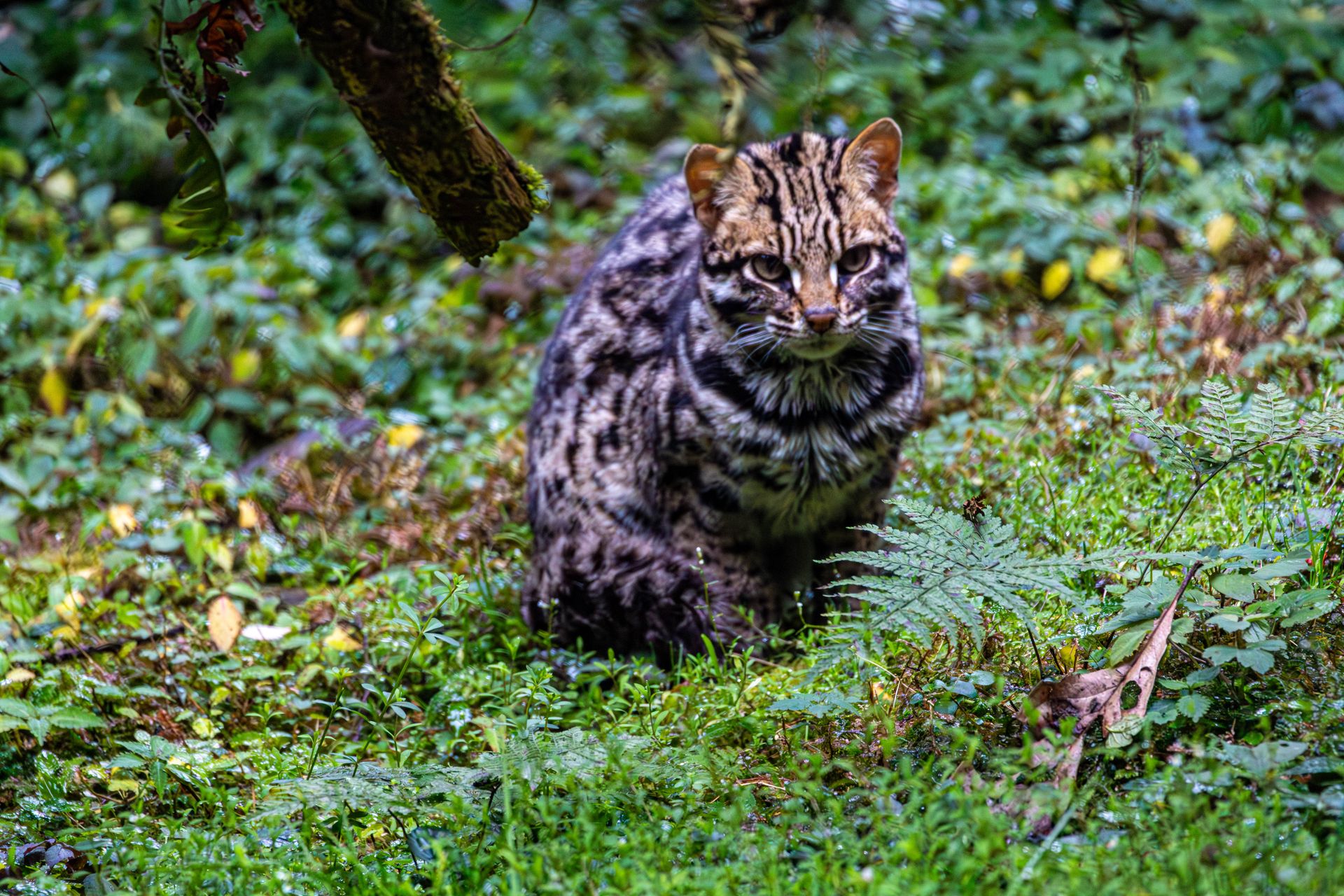 Close-up of a rusty-spotted cat in Gangtok's lush green forest.