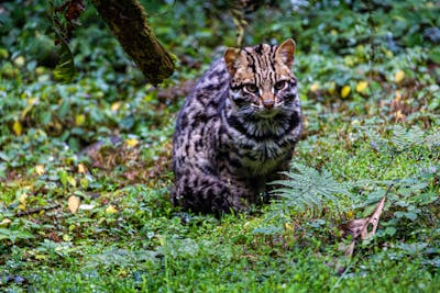 Caring for Rusty Spotted Cats as Pets: A Complete Guide