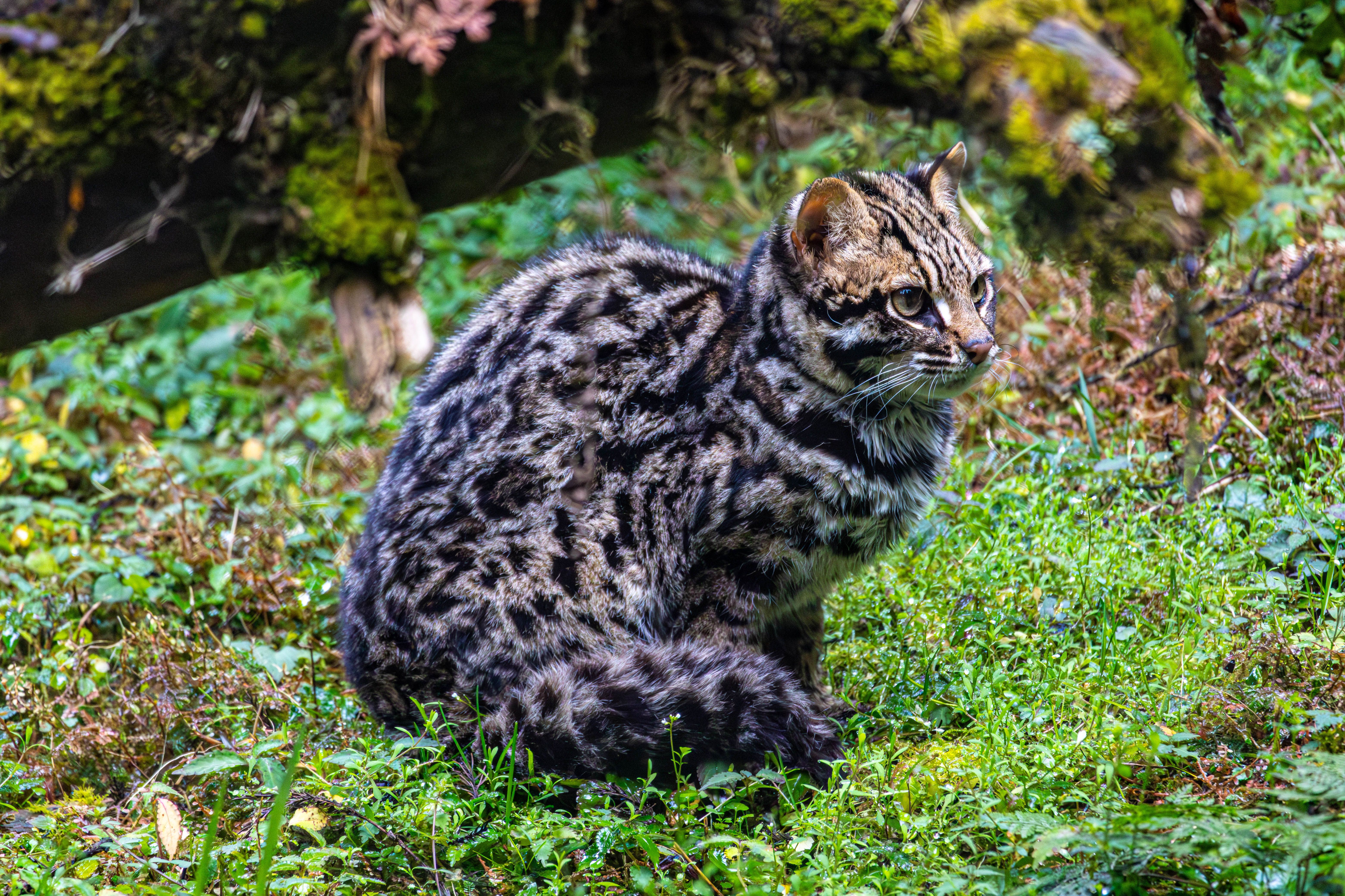 A small, densely furred spotted cat crouches among grasses in a cloud-forest habitat similar to that of the newly identified Leopardus tilcayo.