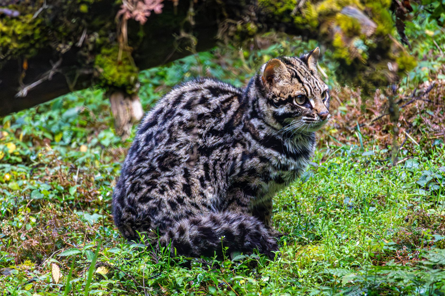 A small, densely furred spotted cat crouches among grasses in a cloud-forest habitat similar to that of the newly identified Leopardus tilcayo.