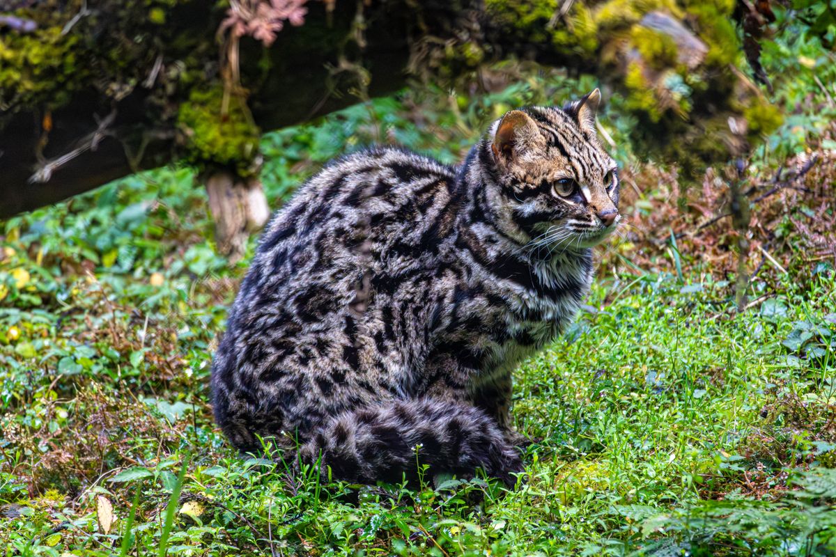 Wild spotted leopard cat resting in a dense tropical forest, similar in appearance to the newly described tilcayo