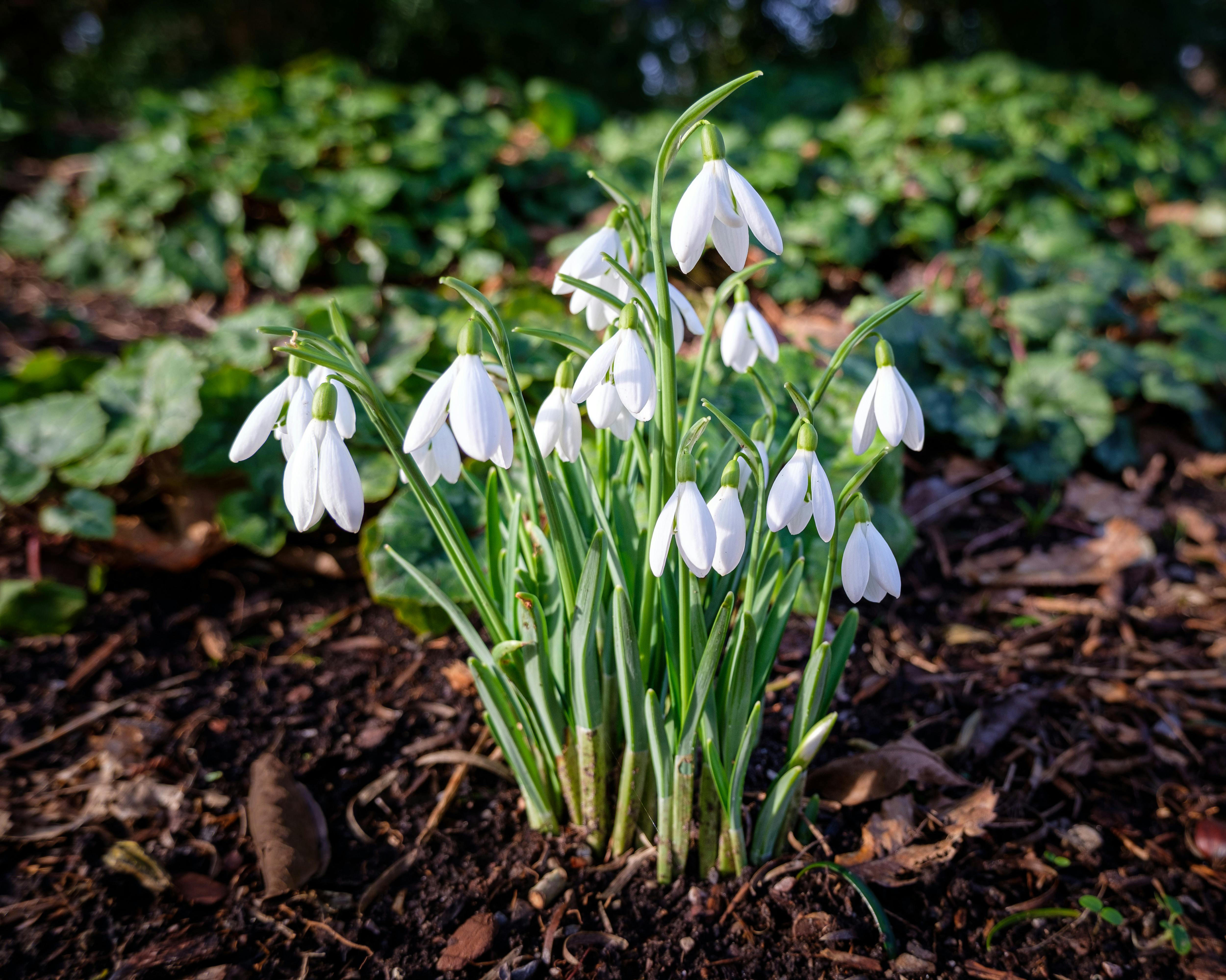 Vibrant snowdrops blossoming in Wisley Garden, UK during early spring.