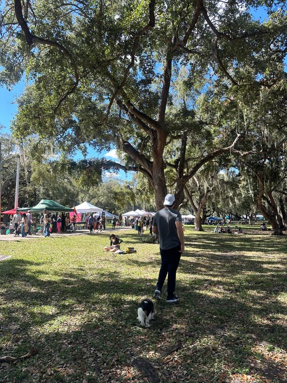 Free People enjoying a sunny day at a lively outdoor market with trees. Stock Photo