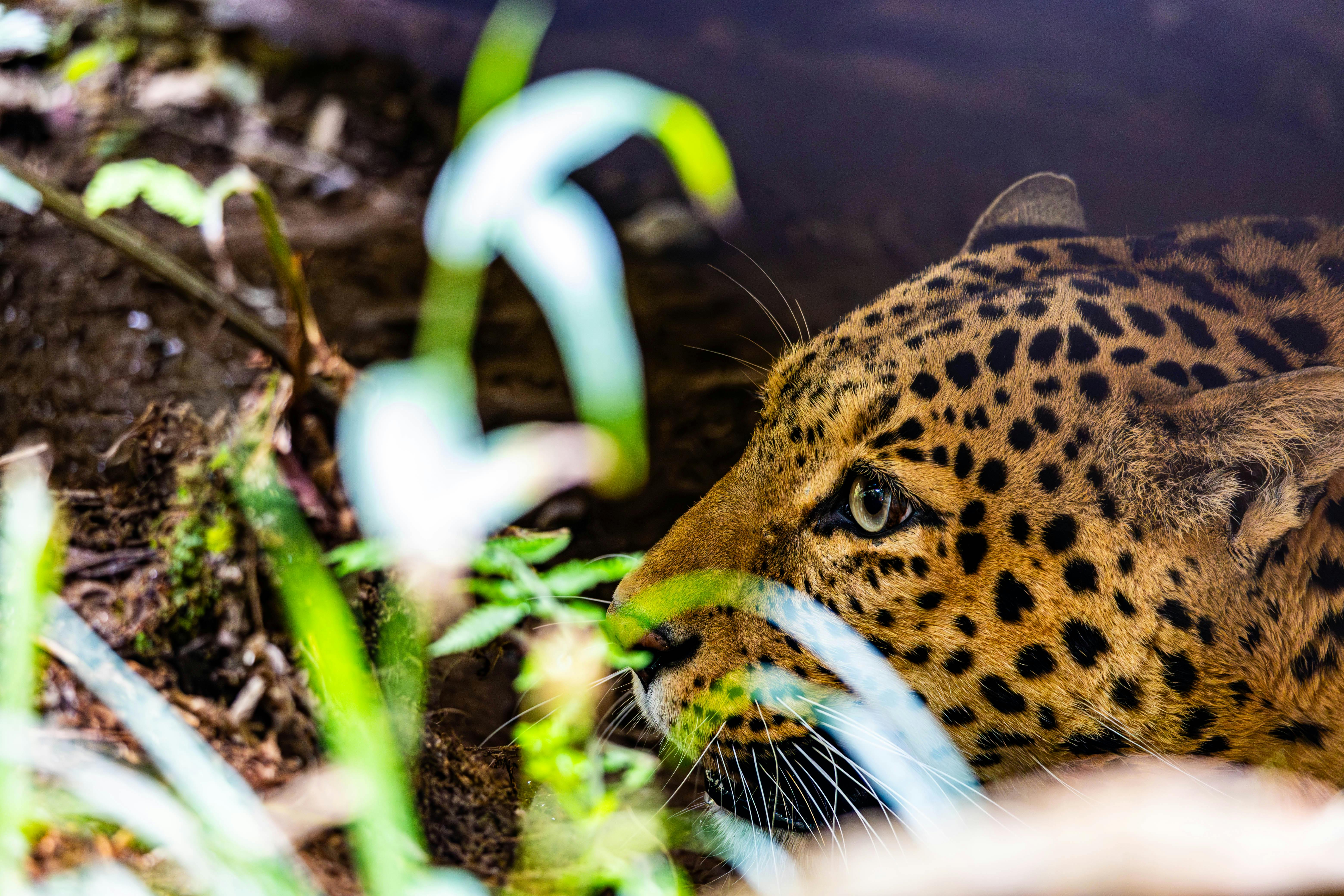 Intimate close-up of a leopard in vibrant Gangtok jungle surroundings.