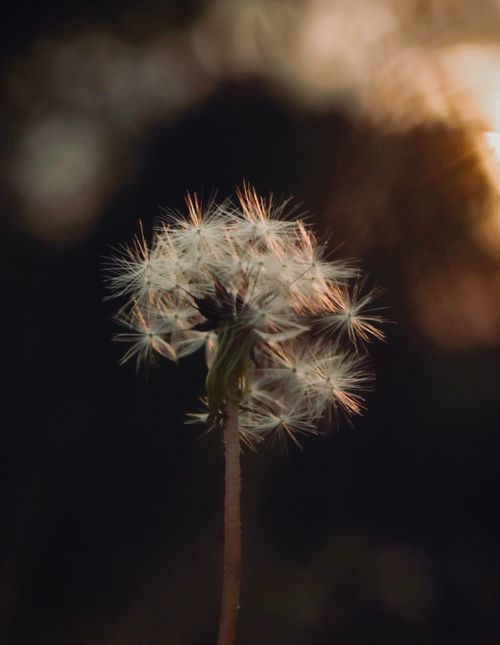Free Close-up of a dandelion against a moody sunset background, perfect for nature themes. Stock Photo