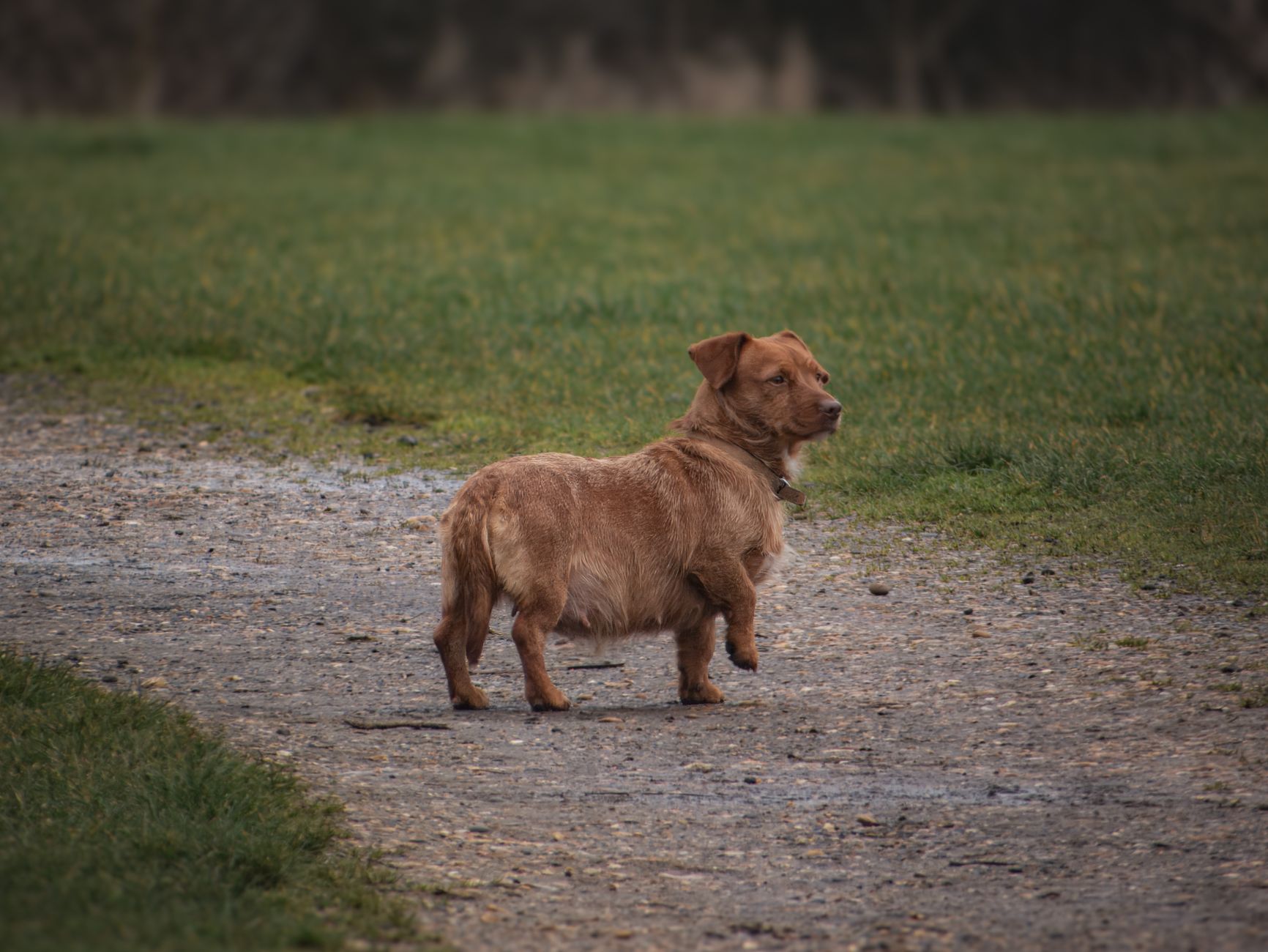 A small Dachshund dog stands alert on a rural path surrounded by grass, showcasing its long body and short legs.