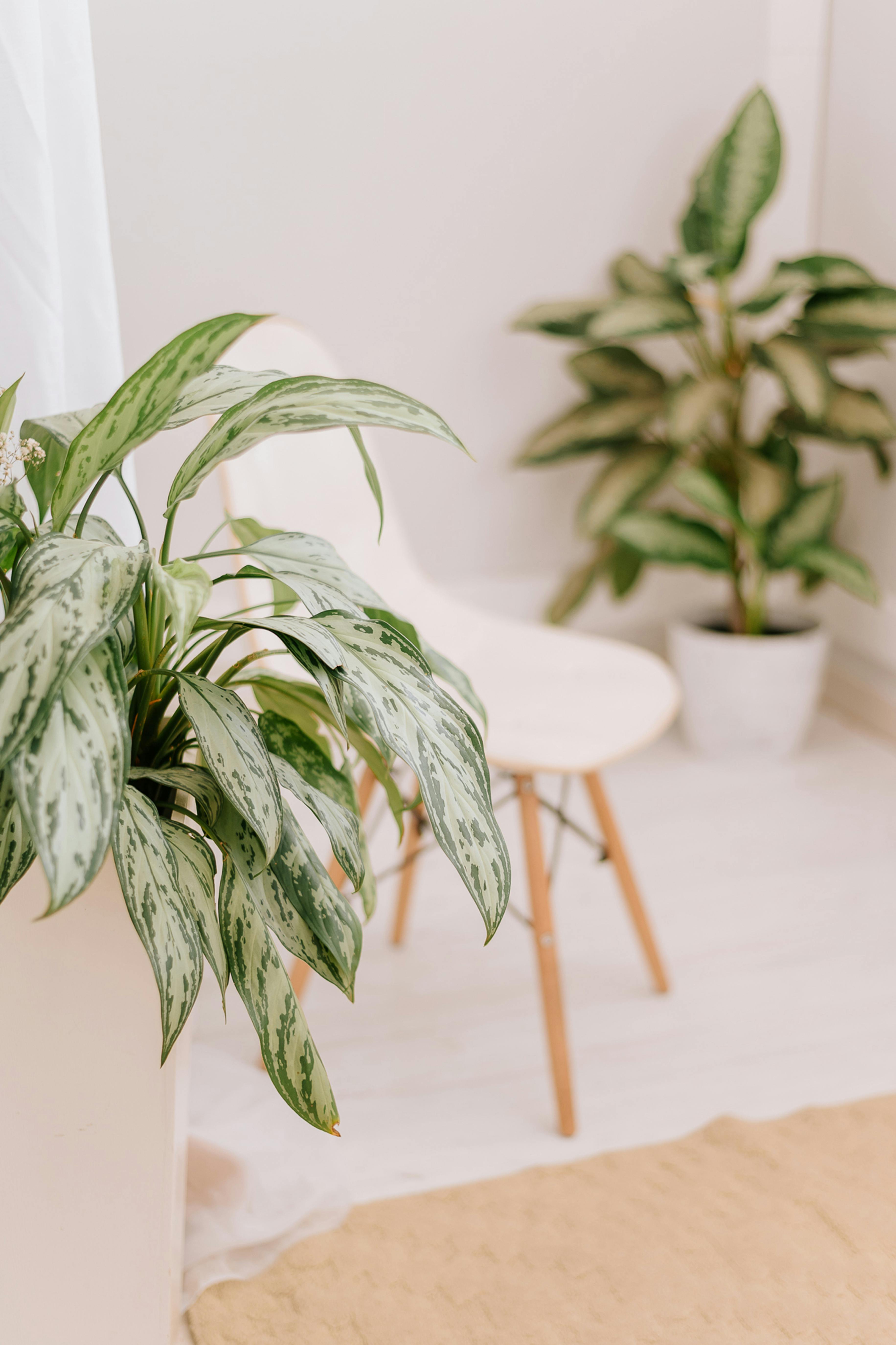 Minimalist indoor setting featuring potted houseplants enhancing a modern chair.