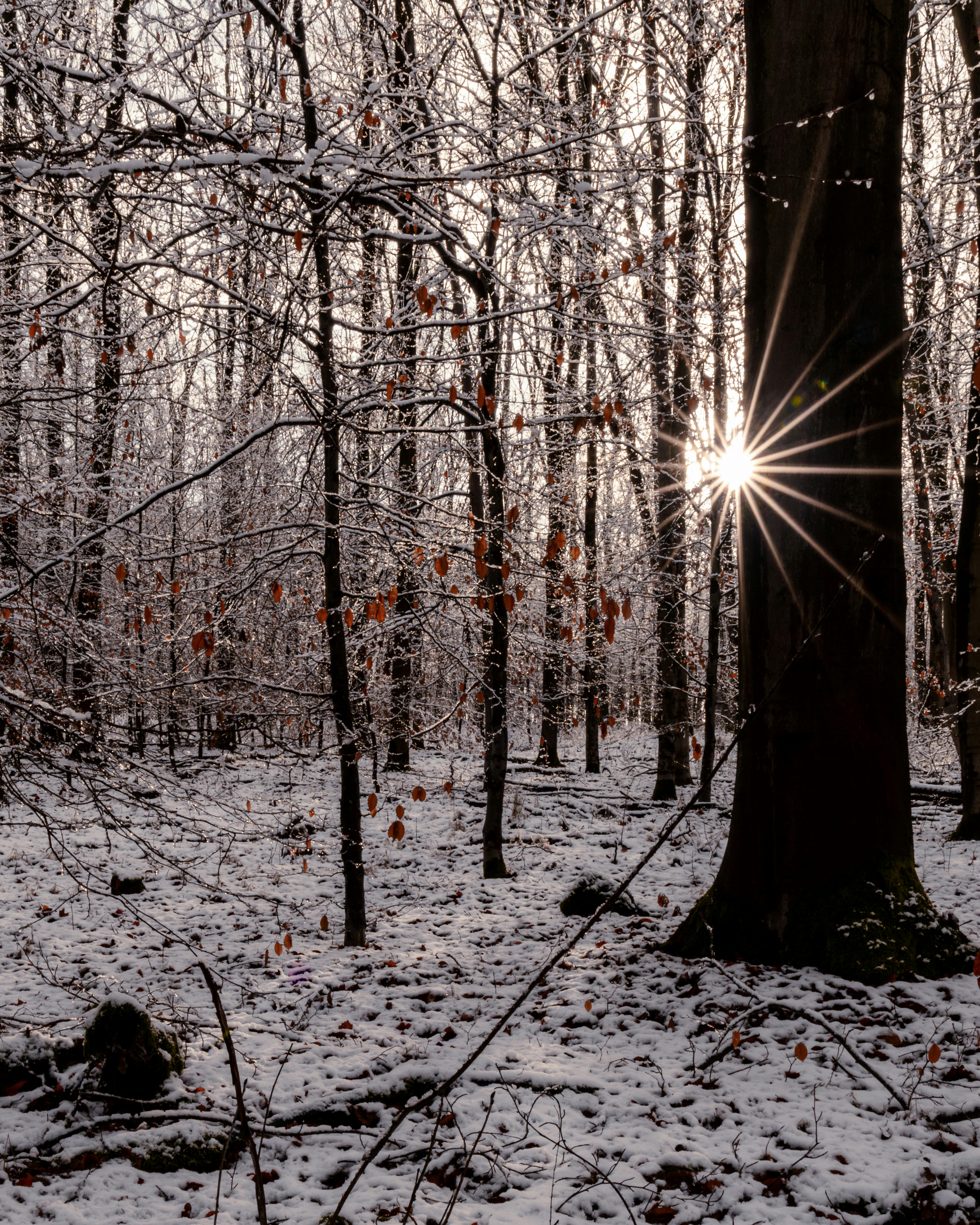 A peaceful winter forest scene featuring a sunburst through the trees, highlighting the snow-covered landscape.