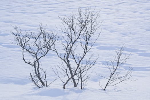 Captivating view of bare trees against pristine snow in Svolvær, showcasing winter's tranquil beauty.