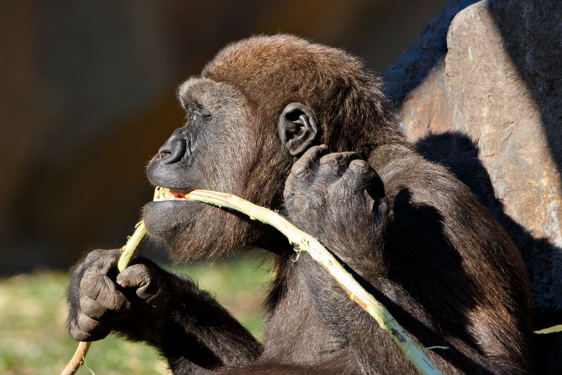 A western lowland gorilla enjoying bamboo outdoors, highlighting nature's beauty.