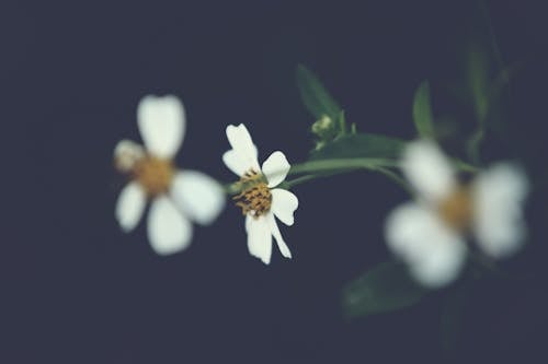 선택적 초점 사진에서 흰색 꽃잎 꽃
