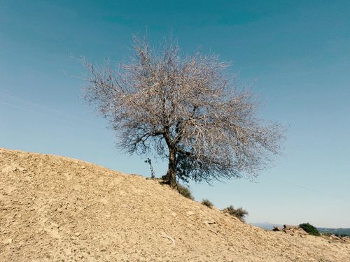 Free A lone bare tree stands on a dry hill under a clear blue sky, evoking isolation. Stock Photo