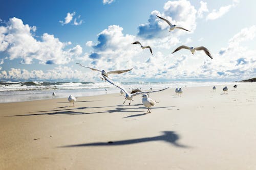 Free White Birds Flying Stock Photo