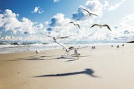 阳光明媚的海滩上，海鸥时而飞翔，时而行走，背景是蓝天与海浪