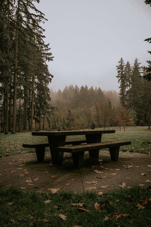 Free A solitary picnic table amidst tall trees in a foggy forest, evoking a peaceful autumn mood. Stock Photo