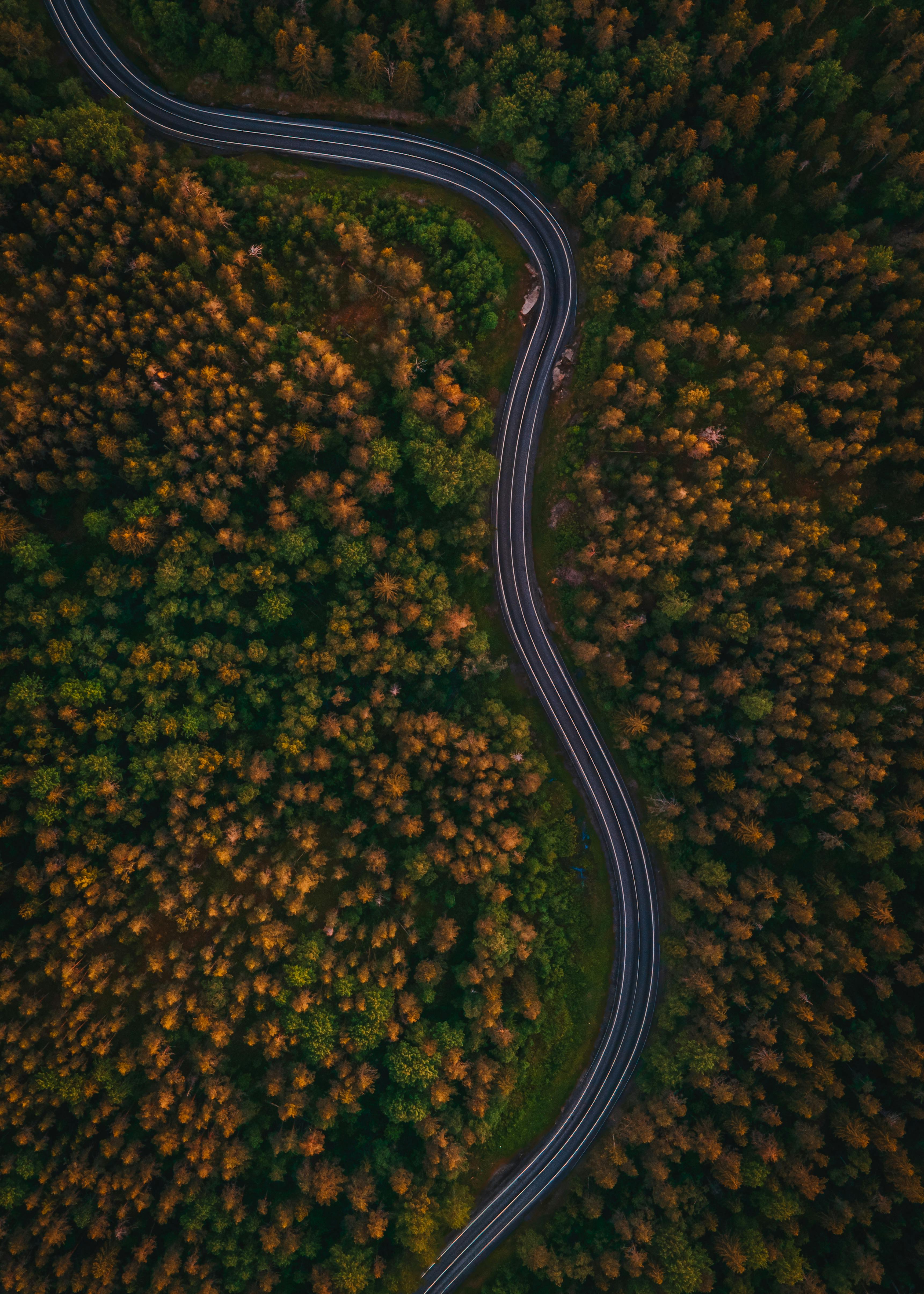 Aerial view capturing the winding road through dense autumn forest.