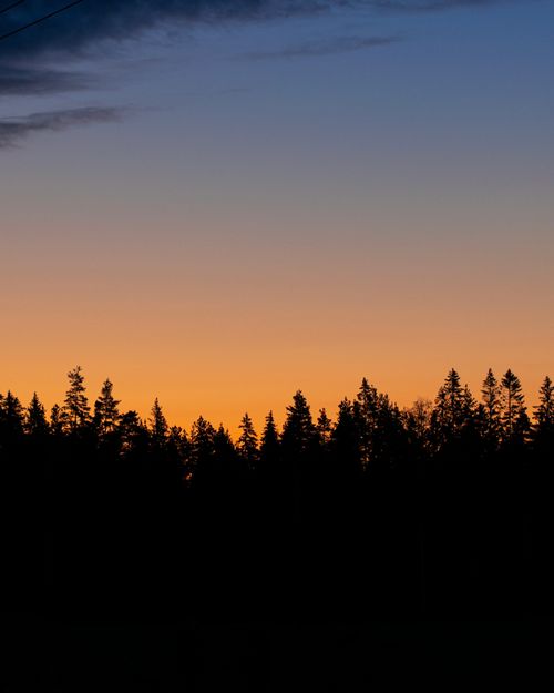 Free A peaceful sunset casting hues of orange and blue over a silhouetted pine forest. Stock Photo