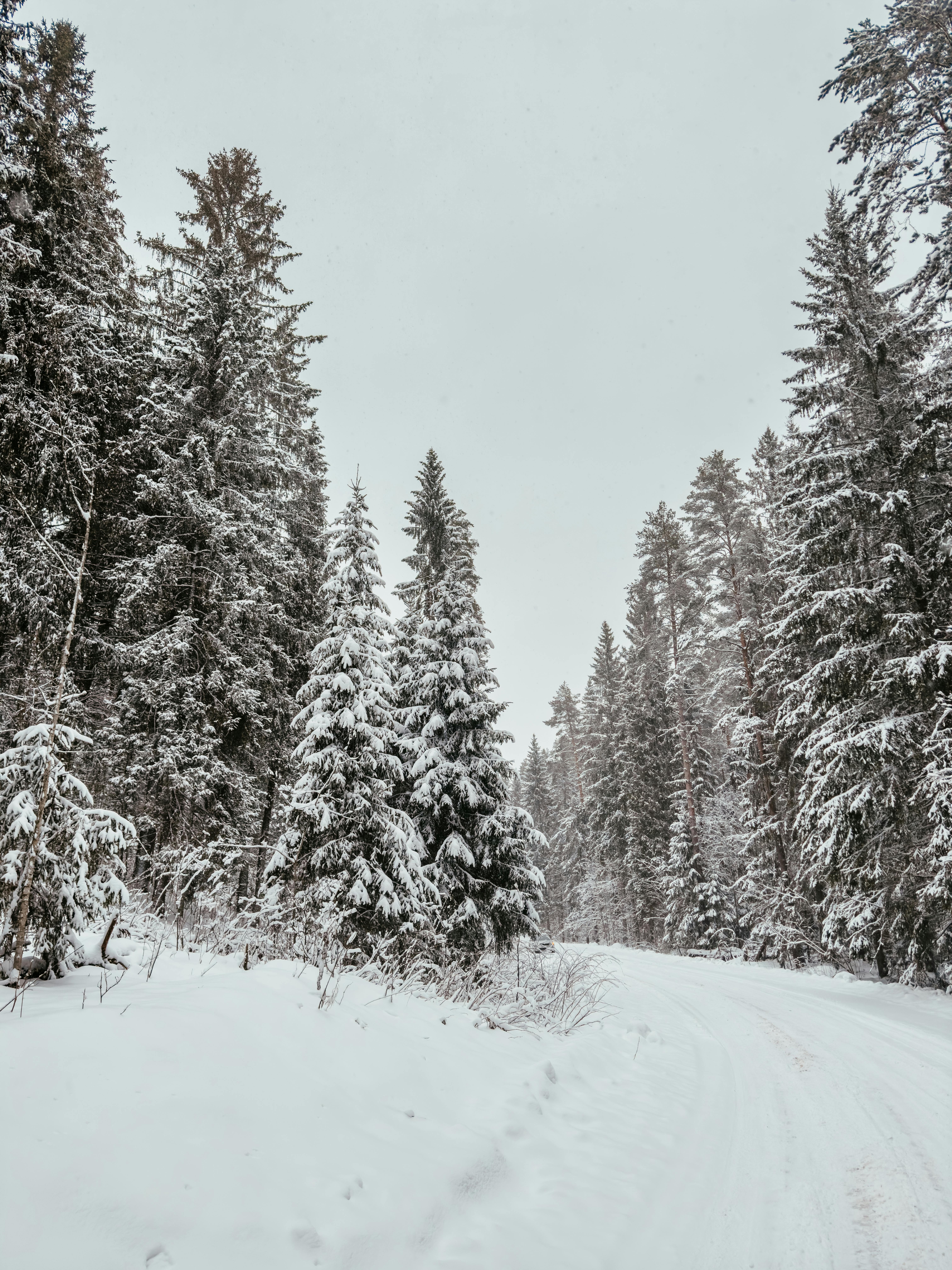 A serene winter landscape featuring a snowy forest path surrounded by frosted trees.