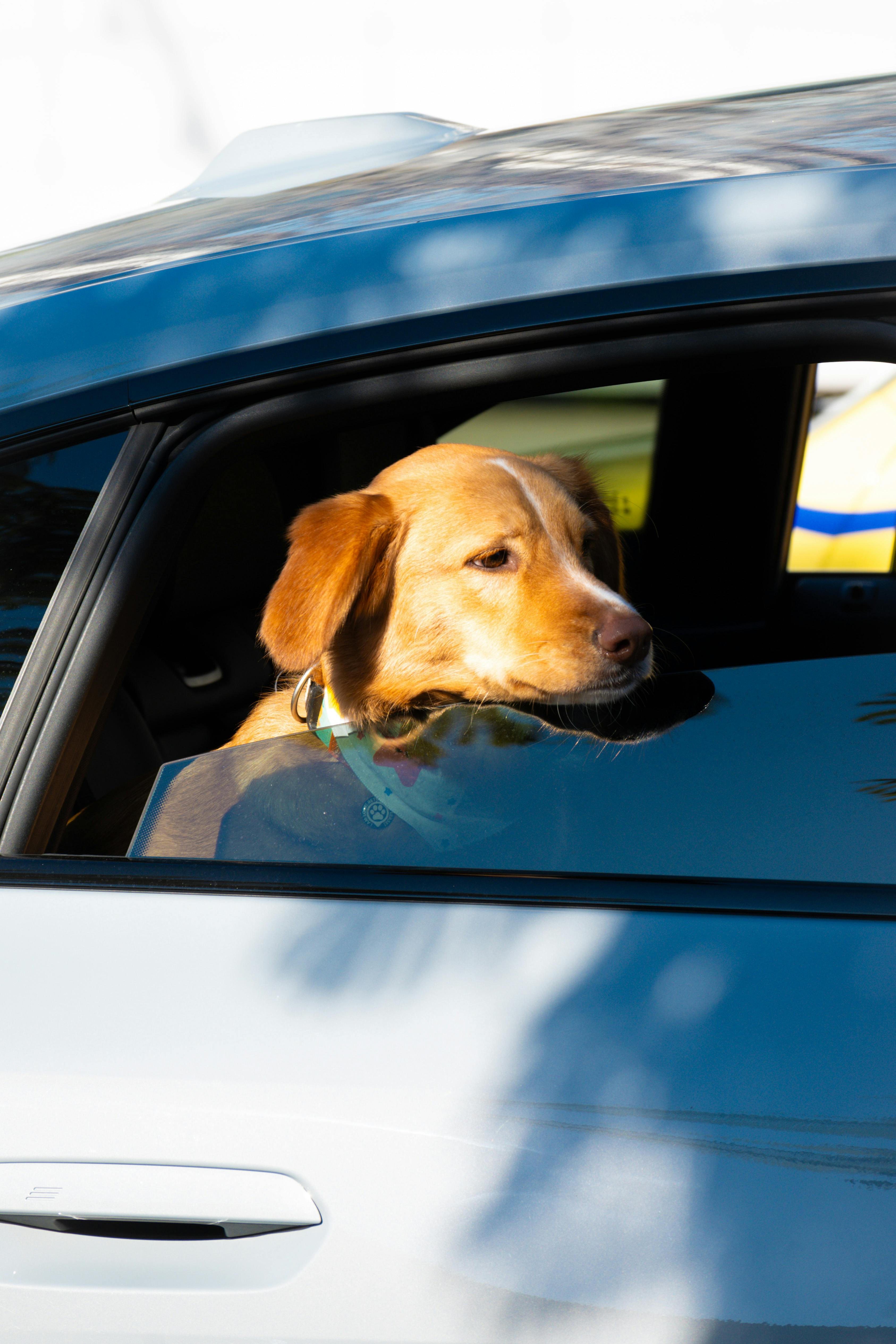Best Dog Cooling Mats for Summer Road Trips 2026 Guide