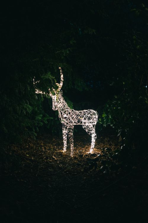 Free A glowing deer sculpture shines brightly against a dark forest backdrop, creating a mystical ambiance. Stock Photo