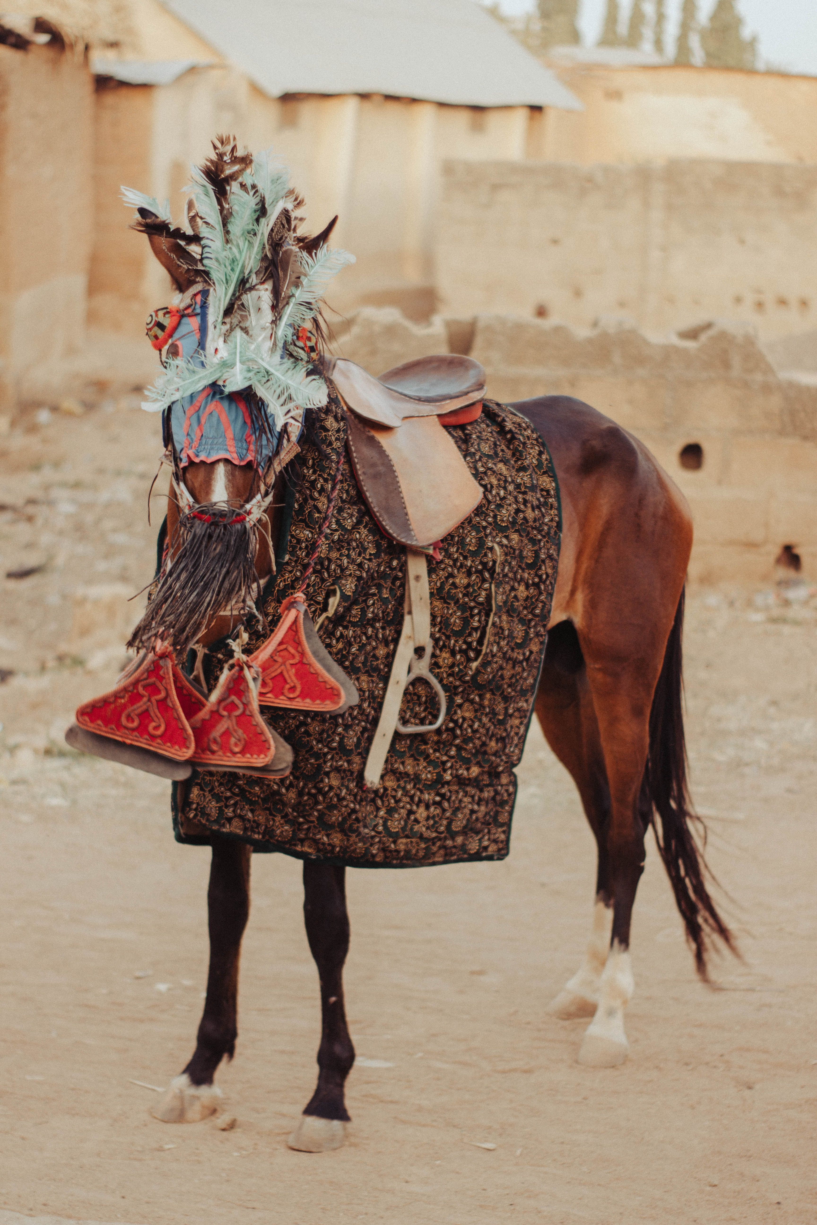 Decorated Horse with Traditional Saddle and Dress · Free Stock Photo