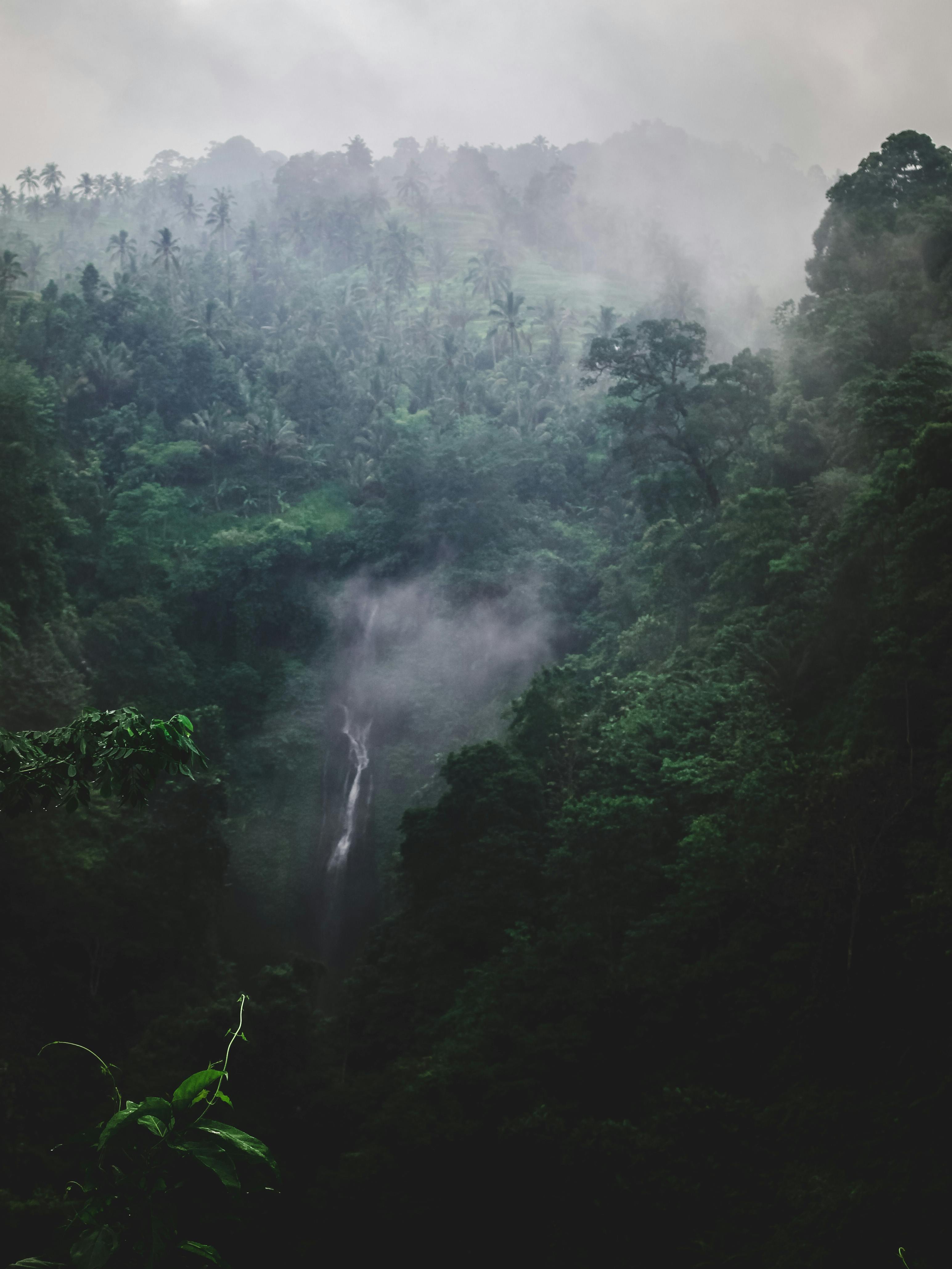 Free stock photo of fog, foggy, forest