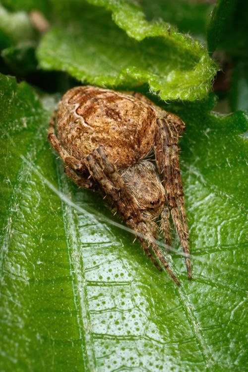Free Detailed macro photo of a brown spider resting on a green leaf, highlighting textures and colors. Stock Photo
