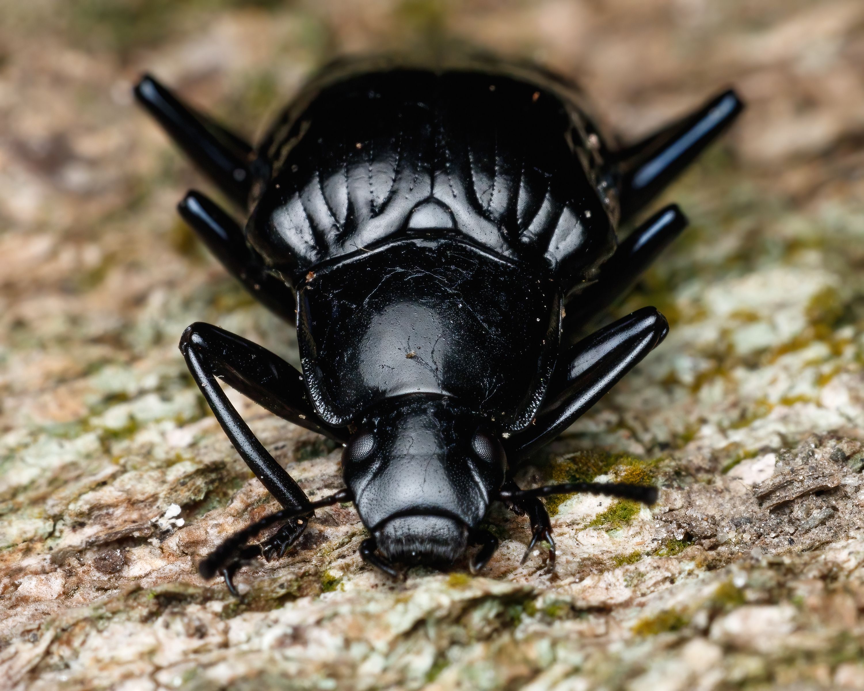 Close Up De Um Besouro Preto Brilhante Na Casca Da árvore · Foto ...