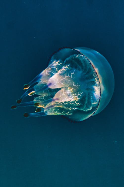 Крупным планом фото медузы