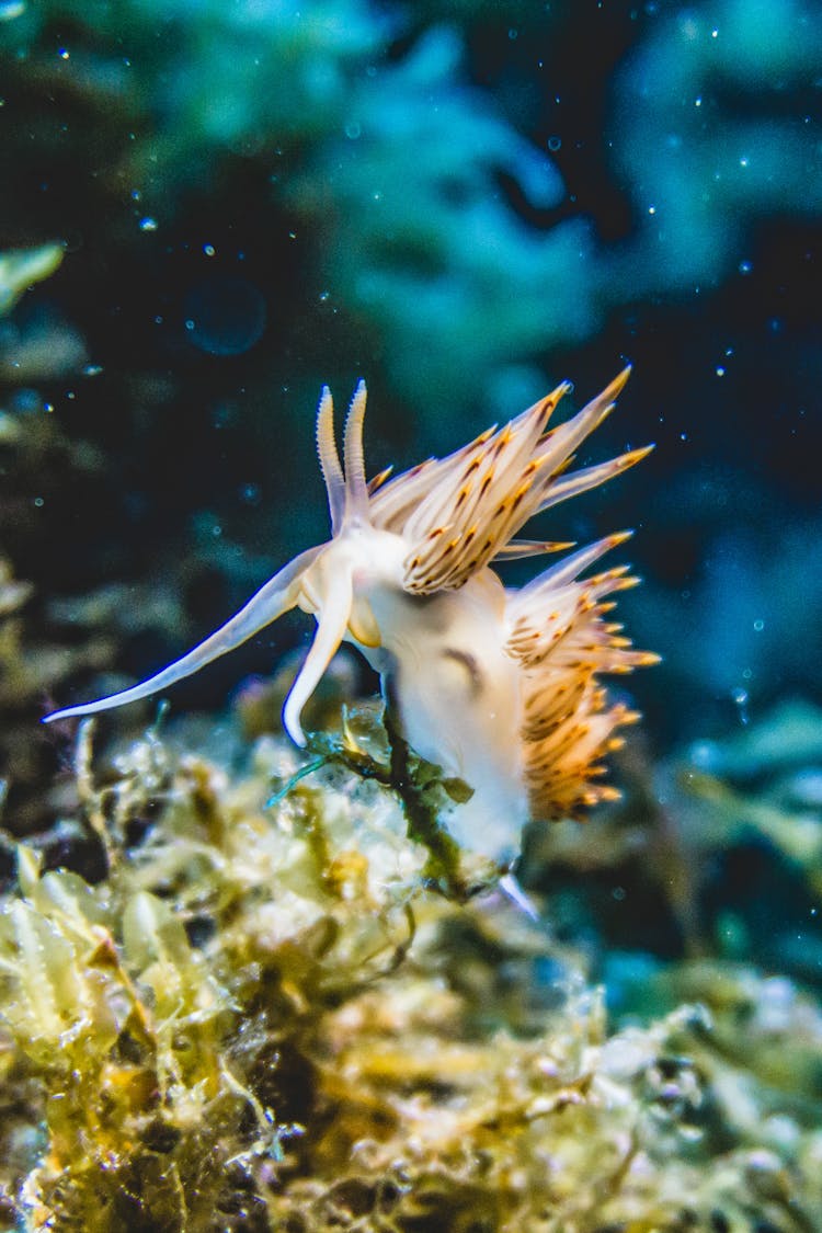 Close-up Of A White And Beige Sea Mollusk Underwater