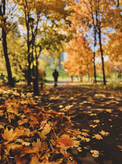 Free 乾燥的楓樹葉在地面上的特寫鏡頭 Stock Photo
