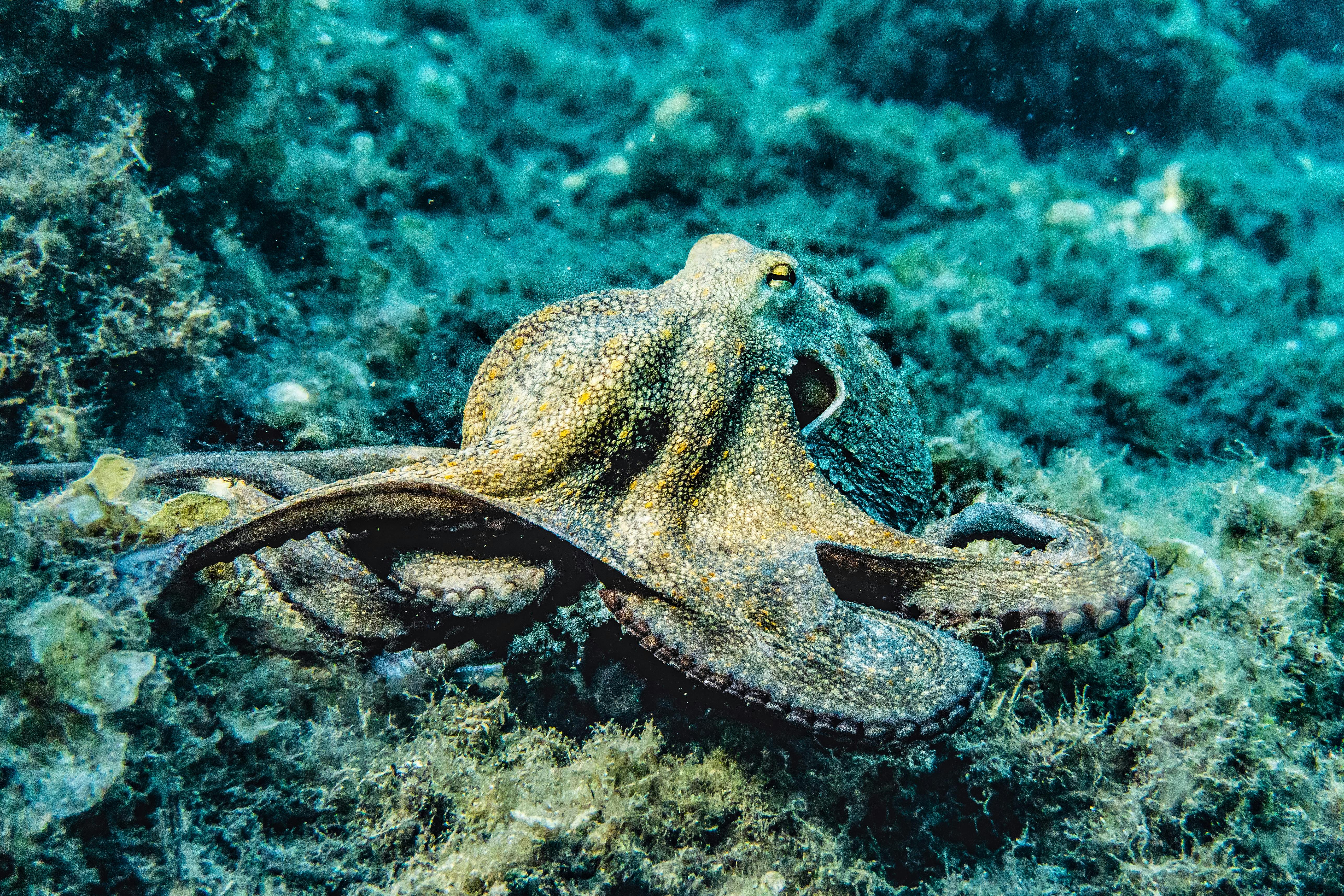 An octopus under the sea. | Photo: Pexels