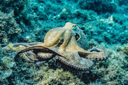 Gratis lagerfoto af blæksprutte, dykke, hav