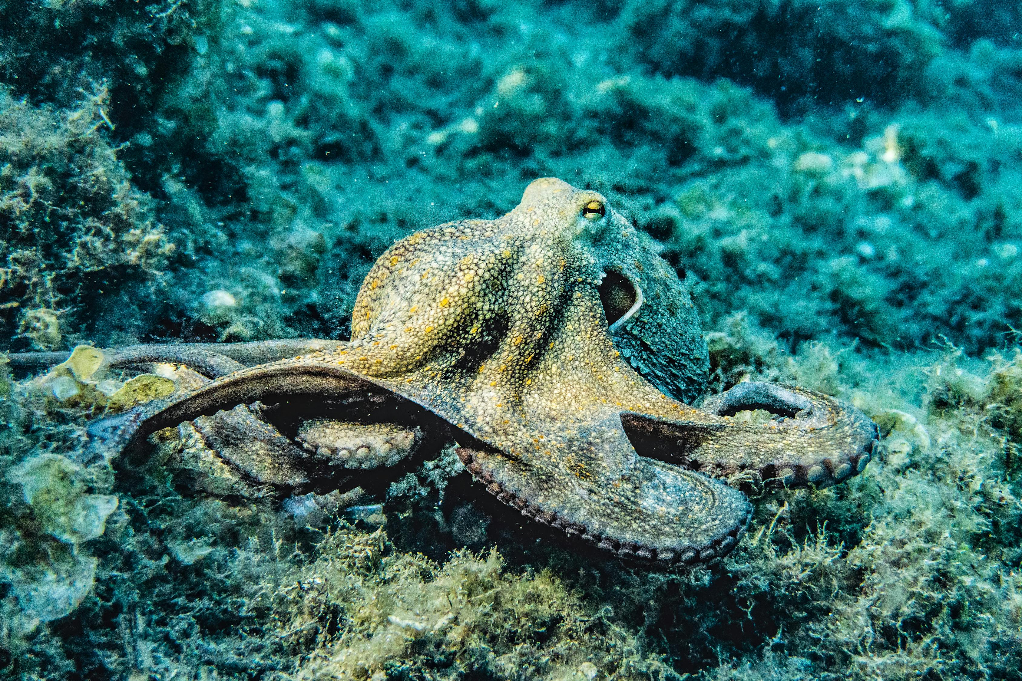 海鲜探索｜深度研究章鱼、鱿鱼、墨鱼等软体动物（上） - 知乎
