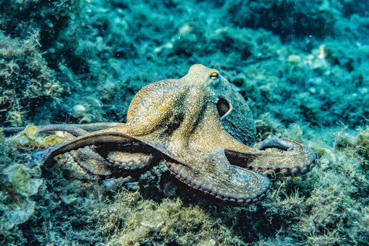 Selective Focus Photography Of Octopus