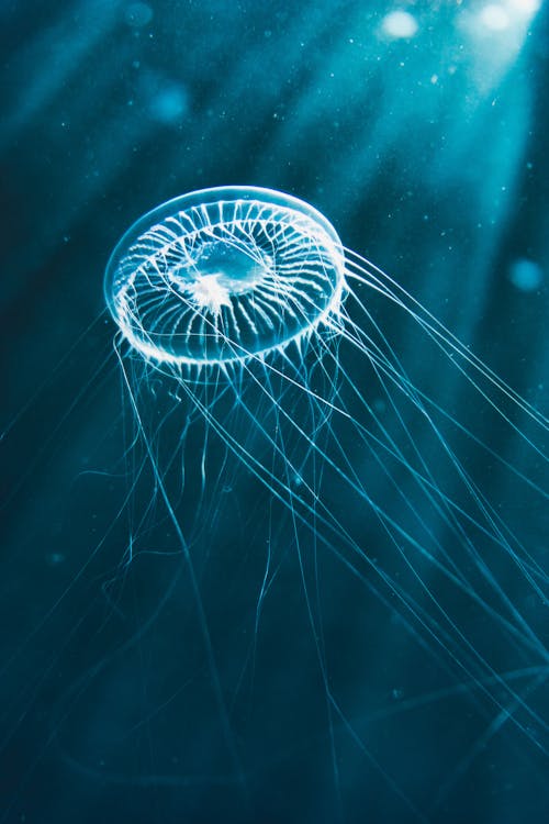бесплатная Белая медуза Стоковое фото