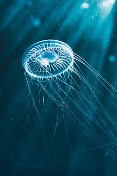 水下，令人着迷的水母在洋流和光线中发光