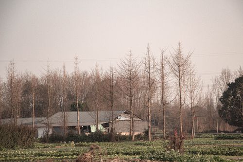 Free Abandoned farm structures surrounded by trees in a winter rural landscape. Stock Photo
