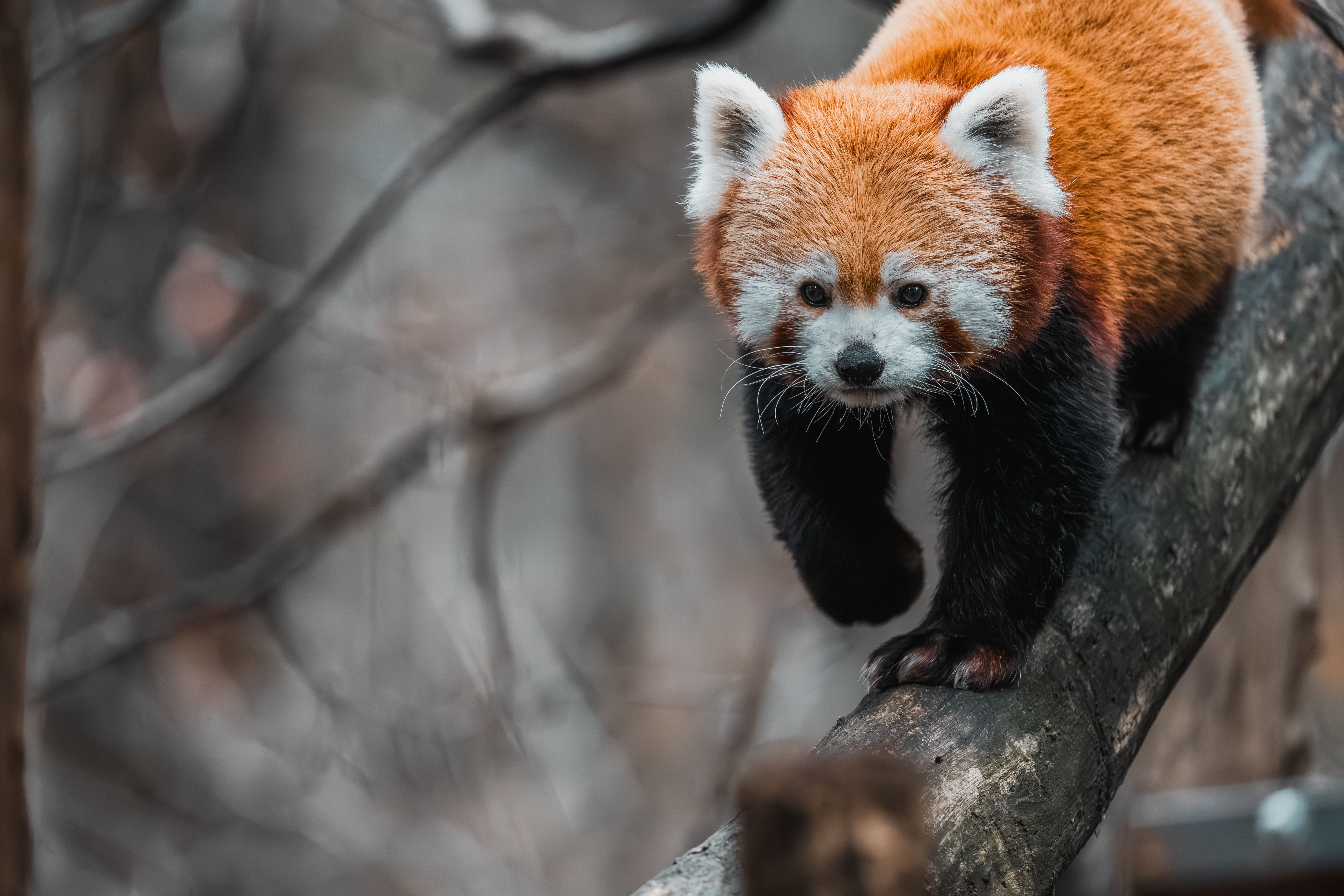 Animal Sponsorships